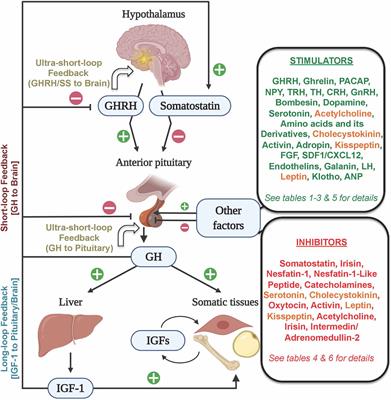 A Comparative Update on the Neuroendocrine Regulation of Growth Hormone in Vertebrates